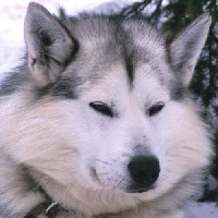 sibirsky-husky_2.jpg