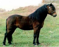 dartmoorsky-pony_2.jpg