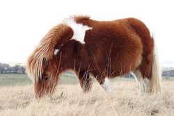 dartmoorsky-pony_3.jpg