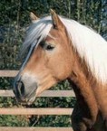 haflinger_1.jpg