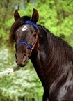 missouri-fox-trotter_1.jpg