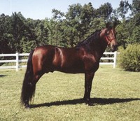 missouri-fox-trotter_2.jpg