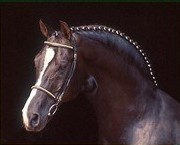 oldenburgsky-teplokrevnik_1.jpg