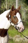 paint-horse_1.jpg