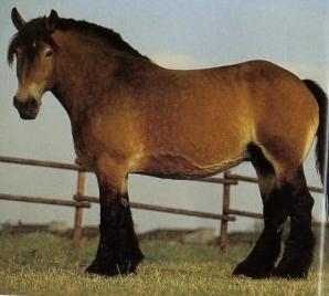 rýnský chlaďas.jpg