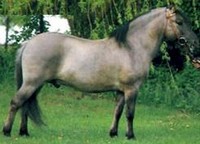 tarpan_2.jpg
