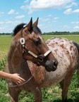 appaloosa_1.jpg