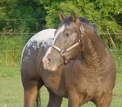 appaloosa_3.jpg