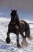 fríský kůň.jpg